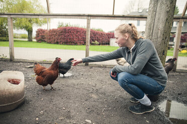 Teenage girl reaching out to chicken at farm, Chilliwack, British Columbia, Canada - AURF07315