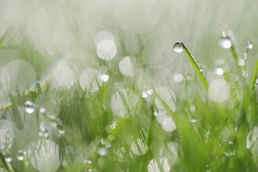 Dew on grass selective focus, close up - RUEF01957