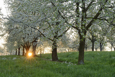 Deutschland, Baden-Württemberg, Kirschbäume in Blüte mit Sonnenstrahlen bei Sonnenaufgang im Gegenlicht im Frühling - RUEF01959