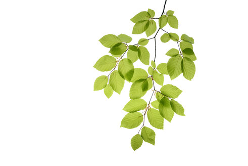 Branch of beech tree, Fagus sylvatica, white background - RUEF01961