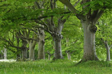 United Kingdom, England, Dorset, Old beech trees in a row - RUEF01969