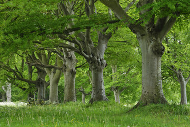 Vereinigtes Königreich, England, Dorset, Old beech trees in a row - RUEF01969