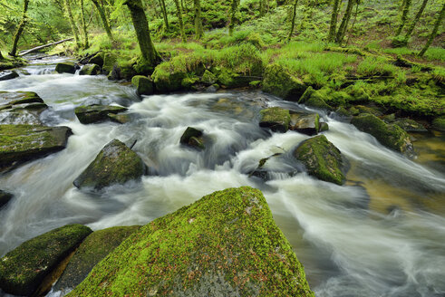 Großbritannien, England, Cornwall, Liskeard, Fluss Fowey bei Golitha Falls - RUEF01970