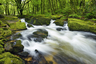 Great Britain, England, Cornwall, Liskeard, River Fowey at Golitha Falls - RUEF01971