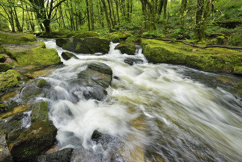 Großbritannien, England, Cornwall, Liskeard, Fluss Fowey bei Golitha Falls - RUEF01972