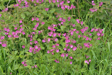 Wildblumen mit Klebrigem Knollenblätterpilz, Silene viscaria - RUEF01973