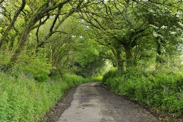 Vereinigtes Königreich, England, Cornwall, Schmale Landstraße mit Baumbestand im Wald - RUEF01975