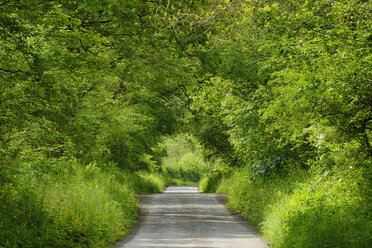 United Kingdom, England, Cornwall, Rural road through green tunnel in forest - RUEF01976