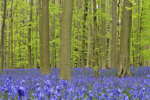 belgien, Flämisch-Brabant, Halle, Hallerbos, Blauglockenblumen, Hyacinthoides non-scripta, Buchenwald im Vorfrühling - RUEF01988