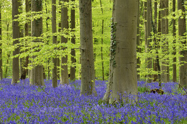 belgien, Flämisch-Brabant, Halle, Hallerbos, Blauglockenblumen, Hyacinthoides non-scripta, Buchenwald im Vorfrühling - RUEF01989