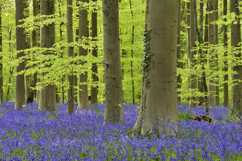 belgien, Flämisch-Brabant, Halle, Hallerbos, Blauglockenblumen, Hyacinthoides non-scripta, Buchenwald im Vorfrühling - RUEF01989