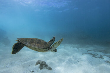 Underwater picture of Hawaiian sea turtle swimming, Sharks Cove, Oahu, Hawaii, USA - AURF07381