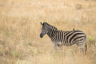 Seitenansicht eines stehenden Zebras in der Savanne, Pilanesberg National Park, Südafrika - AURF07427