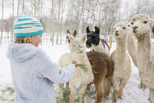 Seitenansicht eines jungen Mädchens, das Alpakas und Lamas füttert, Ridgway, Colorado - AURF07454