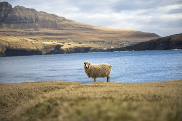 Ein einzelnes Schaf steht im Gras am Ufer, im Hintergrund das Dorf Vidareidi, Muli, Färöer Inseln, Dänemark - AURF07483