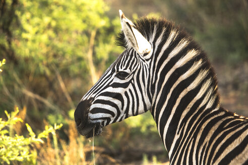 Profilaufnahme eines Zebras, Pilanesberg National Park, Südafrika - AURF07504