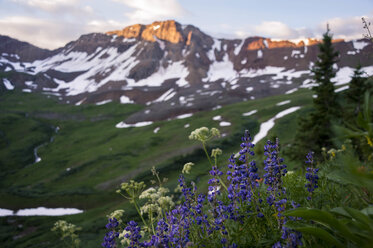 Lila Wildblumen vor Bergkette, Aspen, Colorado, USA - AURF07513