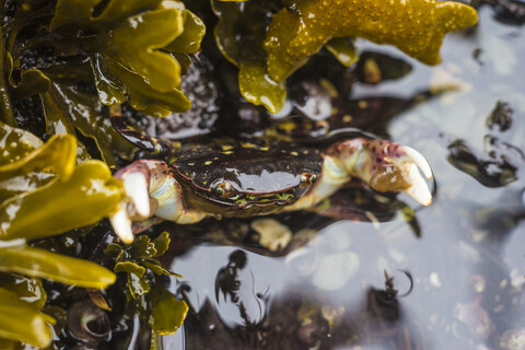 Purple shore crab (Hemigrapsus nudus) in water, West Coast Trail, Pacific Rim National Park, Vancouver Island, British Columbia, Canada stock photo