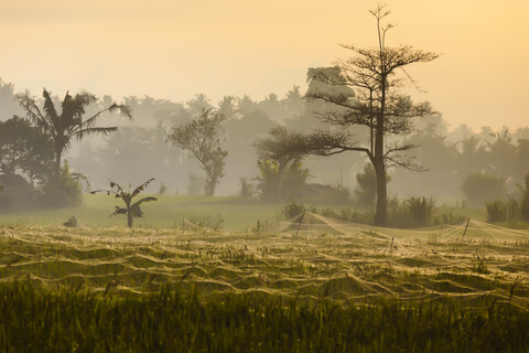 Reisfelder, Bali, Indonesien, lizenzfreies Stockfoto