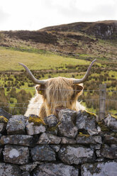 Schottische Hochlandkuh hinter Zaun, Isle of Skye, Schottland, UK - AURF07549