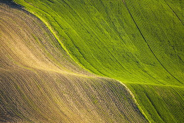 Landschaft mit Feldern auf sanften Hügeln, Steptoe Butte State Park, Palouse, Washington State, USA - AURF07558