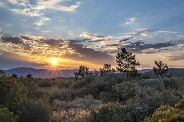 Scenery of desert at sunrise, Reno, Nevada, USA - AURF07562