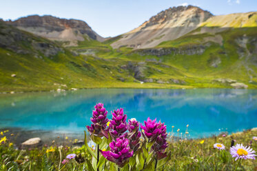 Wildblumen am Ufer des Ice Lake, Silverton, Colorado, USA - AURF07591