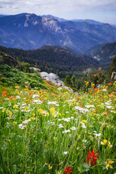 Wildflowers in meadow along Alta Peak hike, Sequoia National Park, California, USA - AURF07598