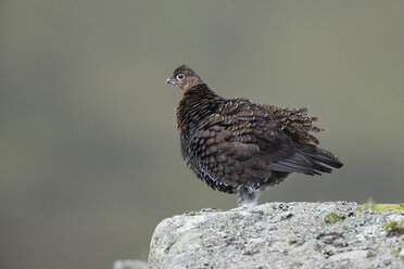 Portrait of red grouse standing on a stone - MJOF01567