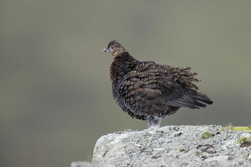 Portrait of red grouse standing on a stone - MJOF01567