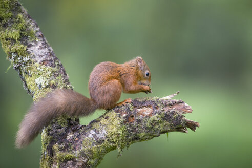 Fressendes rotes Eichhörnchen auf einem Baumstamm - MJOF01568