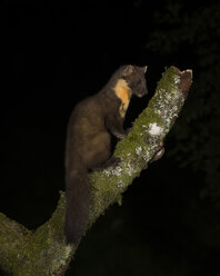 Porträt eines Baummarders auf einem Baumstamm sitzend bei Nacht - MJOF01573