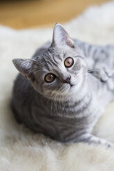 Portrait of tabby British shorthair kitten - JUNF01299