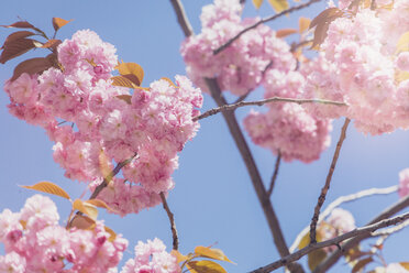 USA, Washington State, cherry blossoms - MMAF00564