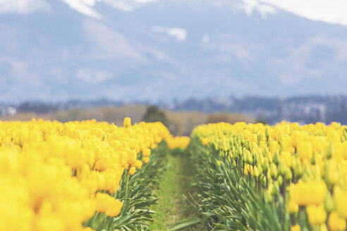 USA, Washington State, Skagit Valley, tulip field - MMAF00578