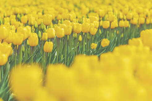 USA, Washington State, Skagit Valley, tulip field, yellow tulips - MMAF00579