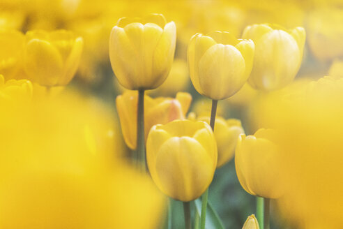 USA, Washington State, Skagit Valley, tulip field, yellow tulips, close-up - MMAF00580
