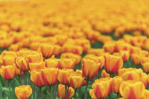 USA, Washington State, Skagit Valley, tulip field - MMAF00582