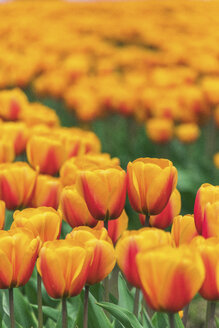 USA, Washington State, Skagit Valley, tulip field - MMAF00583