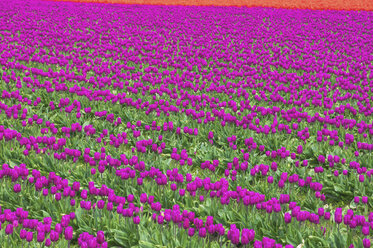 USA, Bundesstaat Washington, Skagit Valley, Tulpenfeld - MMAF00585