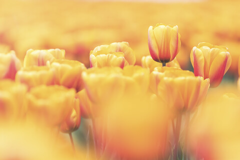 USA, Staat Washington, Skagit Valley, Tulpenfeld, Nahaufnahme von Tulpen, lizenzfreies Stockfoto