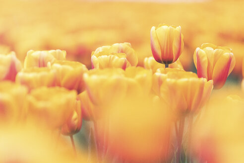 USA, Washington State, Skagit Valley, tulip field, close-up of tulips - MMAF00586