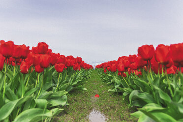 USA, Washington State, Skagit Valley, tulip field - MMAF00587