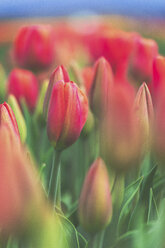 USA, Washington State, Skagit Valley, tulip field, red tulips, close-up - MMAF00589
