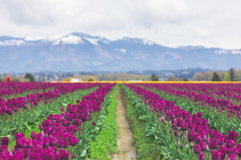 USA, Bundesstaat Washington, Skagit Valley, Tulpenfeld - MMAF00590