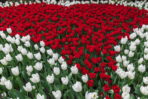 USA, Staat Washington, Skagit Valley, Tulpenfeld, weiße und rote Tulpen - MMAF00592