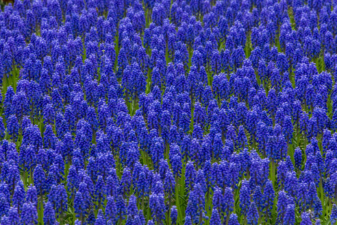 USA, Staat Washington, Skagit Valley, Traubenhyazinthe - MMAF00594