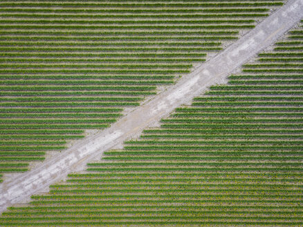 USA, Washington State, Skagit Valley, Aerial view of tulip fields - MMAF00595