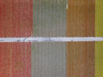 USA, Staat Washington, Skagit Valley, Luftaufnahme von Tulpenfeldern - MMAF00597
