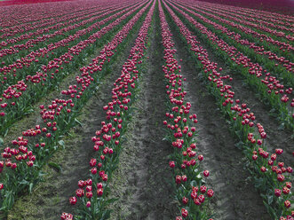 USA, Bundesstaat Washington, Skagit Valley, Tulpenfeld - MMAF00600